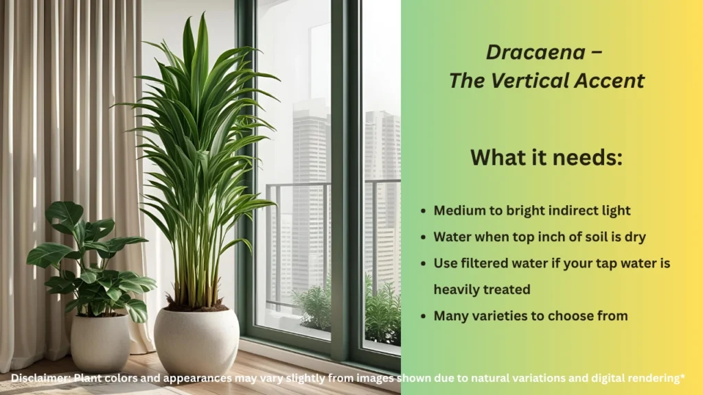 Dracaena – Vertical indoor plant ideal for corners and air purification