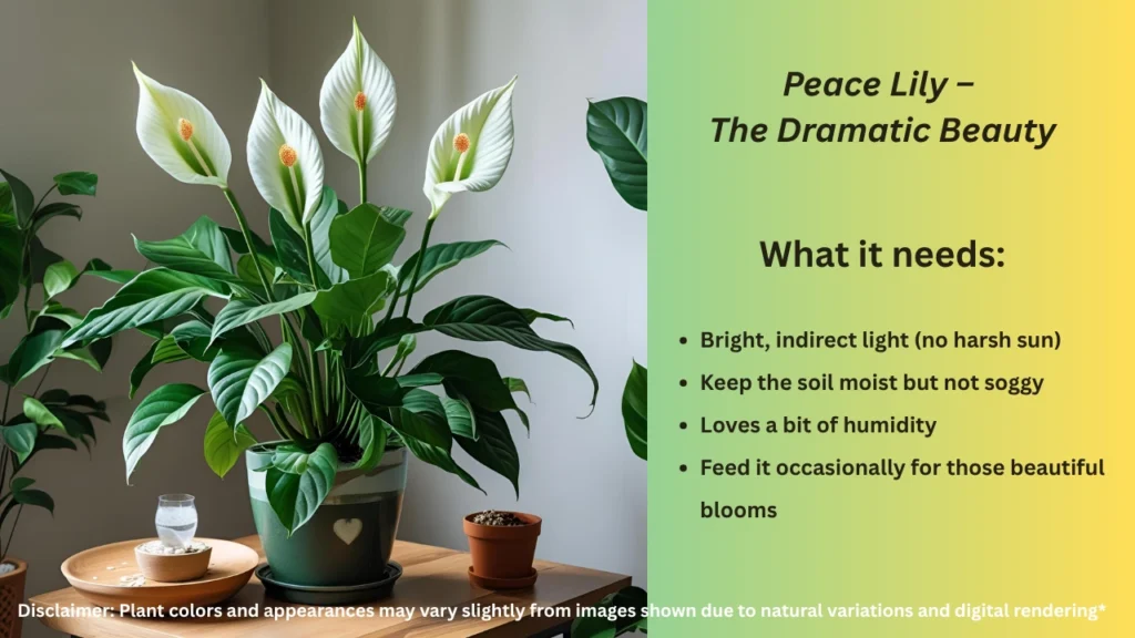 Peace Lily – Dramatic indoor flower that purifies the air