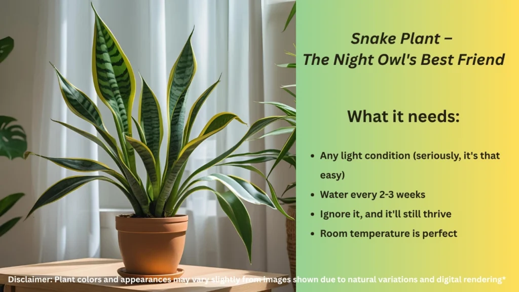 Snake Plant – Common indoor plants for clean air and low maintenance