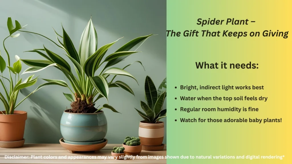 Spider Plant – Easy-care houseplant with air purifying qualities